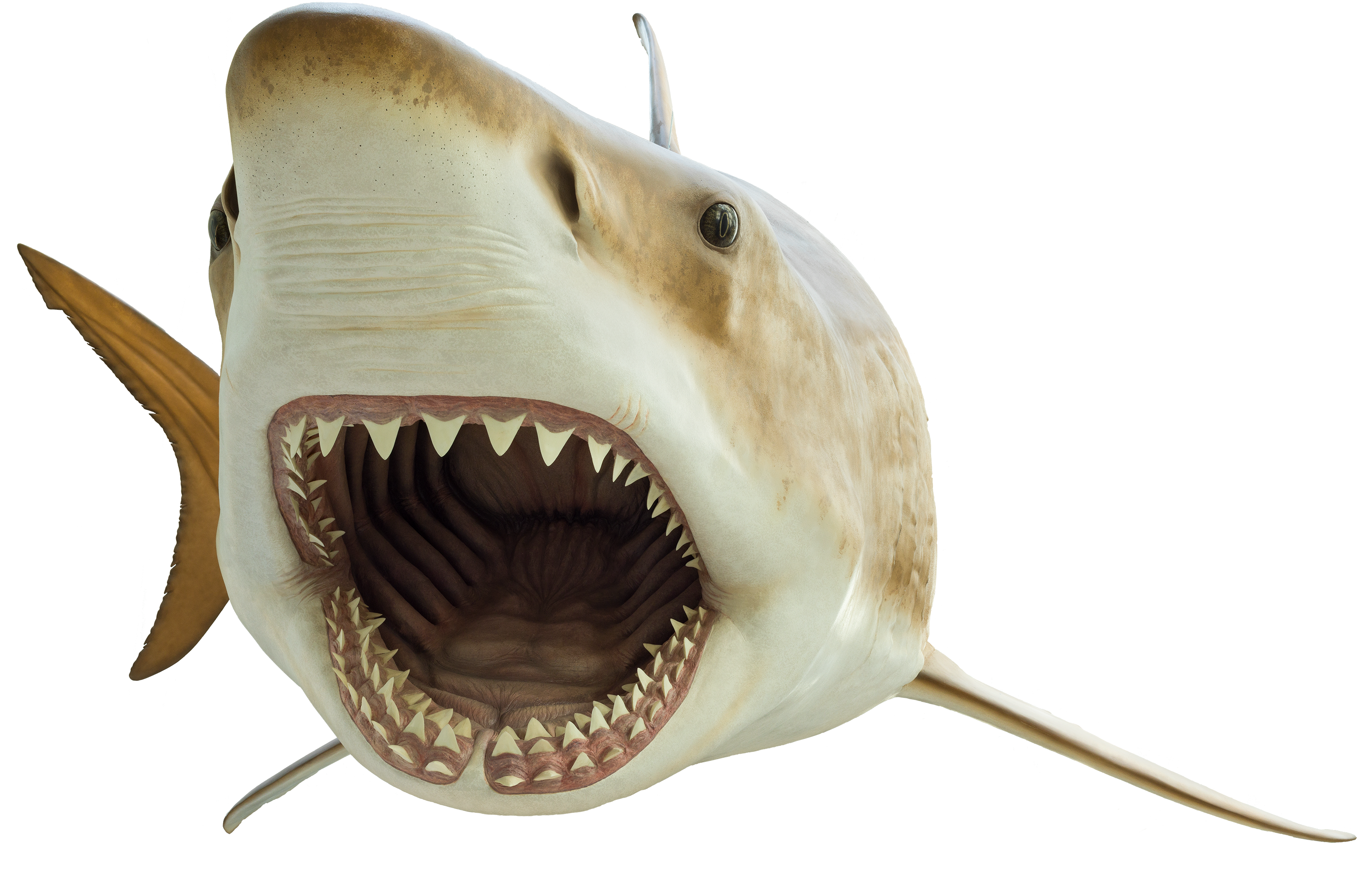 Megalodon Shark Face PNG File HD Transparent PNG Image