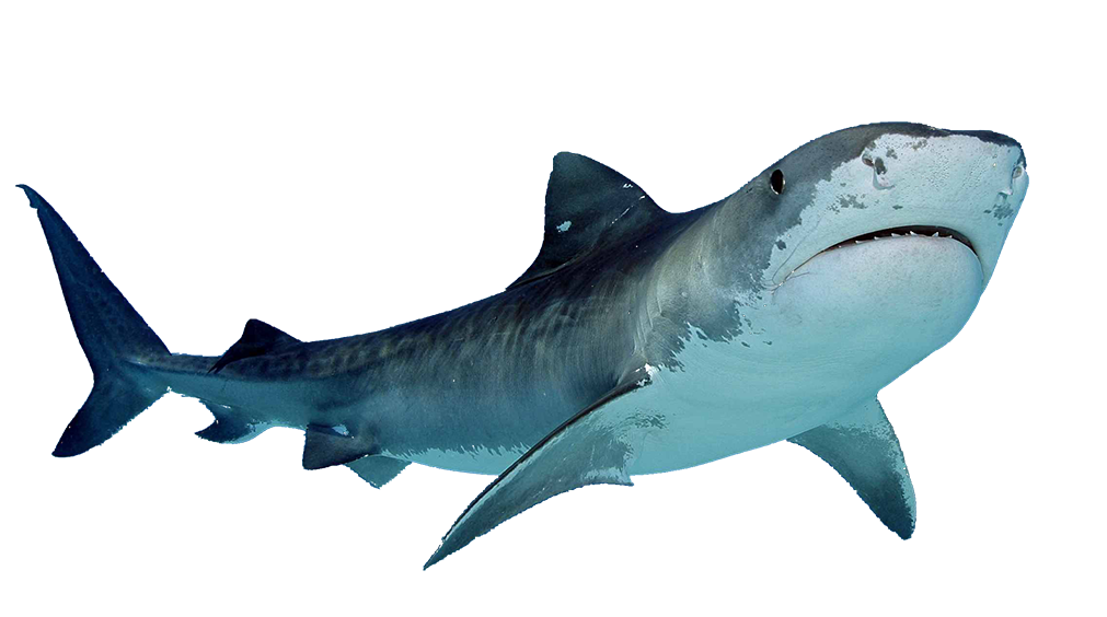 Megalodon Shark PNG Image High Quality Transparent PNG Image