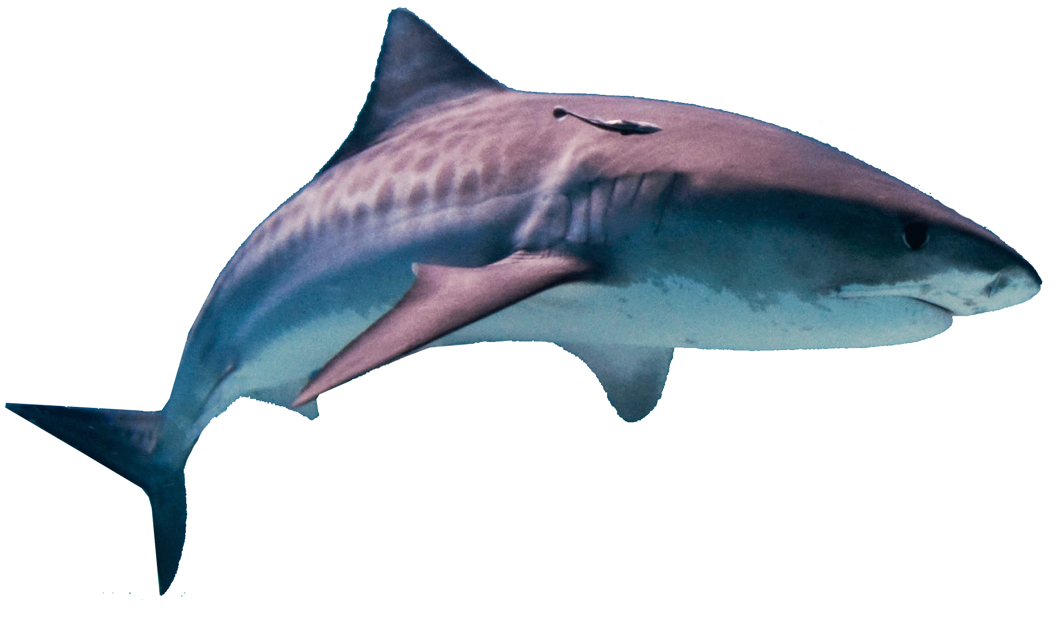 Megalodon Shark Pic Download Free Image Transparent PNG Image