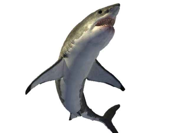 Megalodon Shark Free Transparent Image HQ Transparent PNG Image