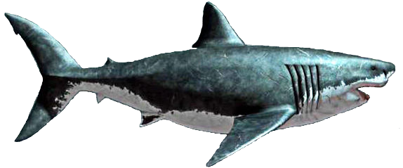 Megalodon Shark PNG File HD Transparent PNG Image