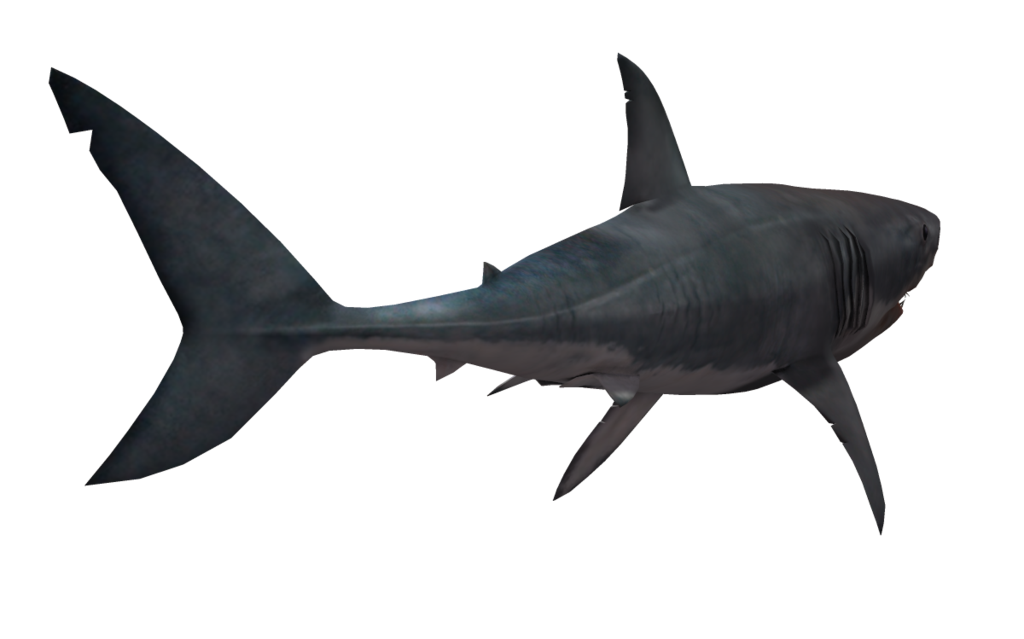 Shark Nemo PNG Download Free Transparent PNG Image