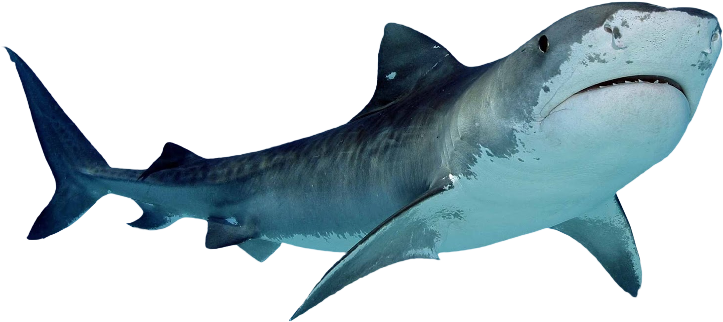 Photos Shark Nemo Free HD Image Transparent PNG Image