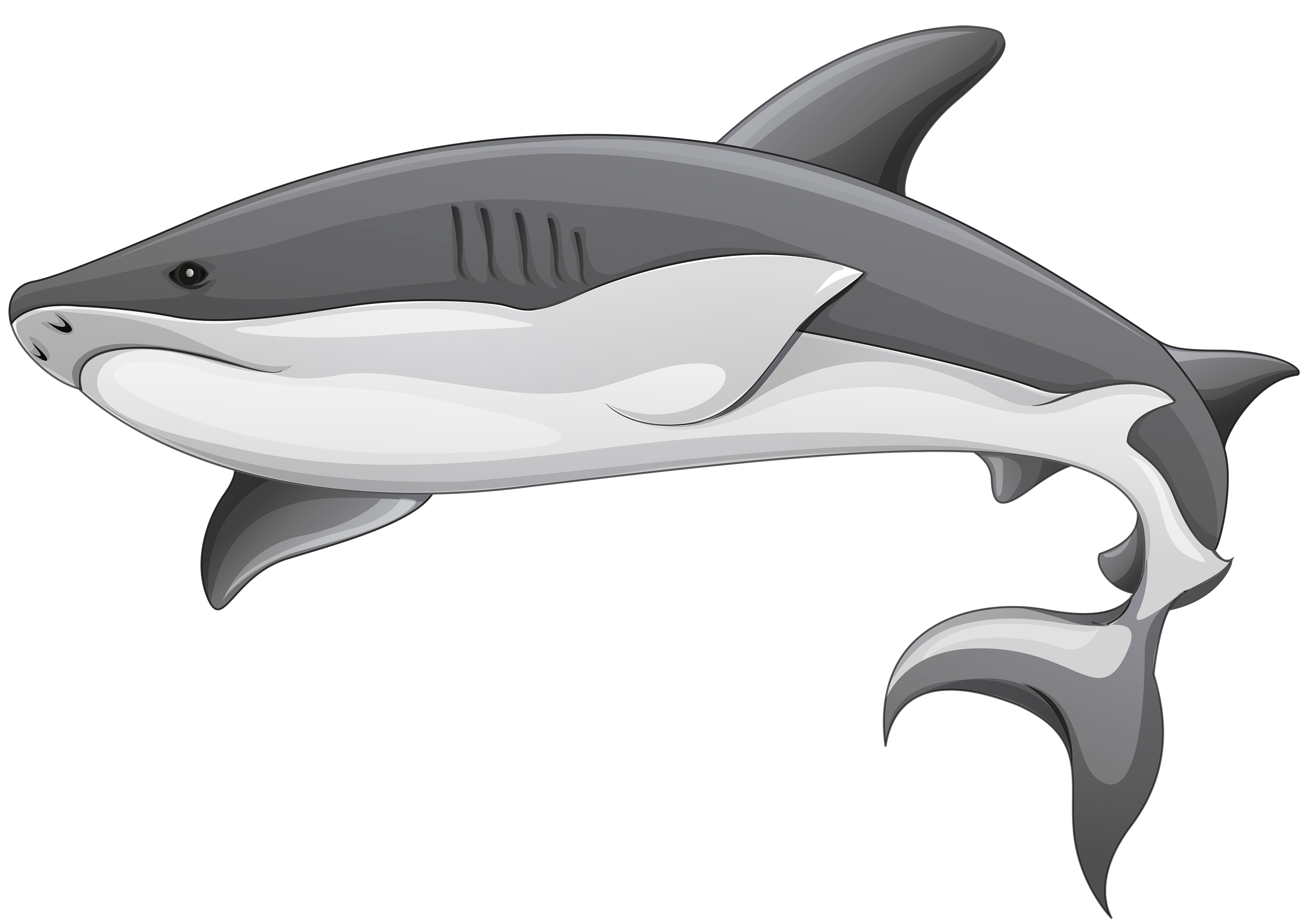 Real Shark Aquatic HQ Image Free Transparent PNG Image