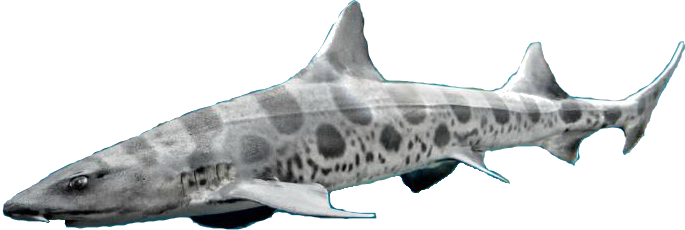 Real Shark Aquatic Free Transparent Image HD Transparent PNG Image