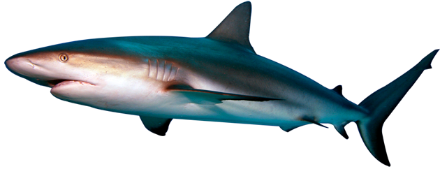 Real Shark Aquatic Download Free Image Transparent PNG Image