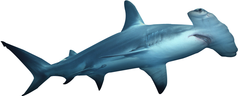 Real Shark Aquatic Download HQ Transparent PNG Image