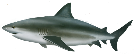 Real Shark Aquatic Pic Free Download PNG HQ Transparent PNG Image