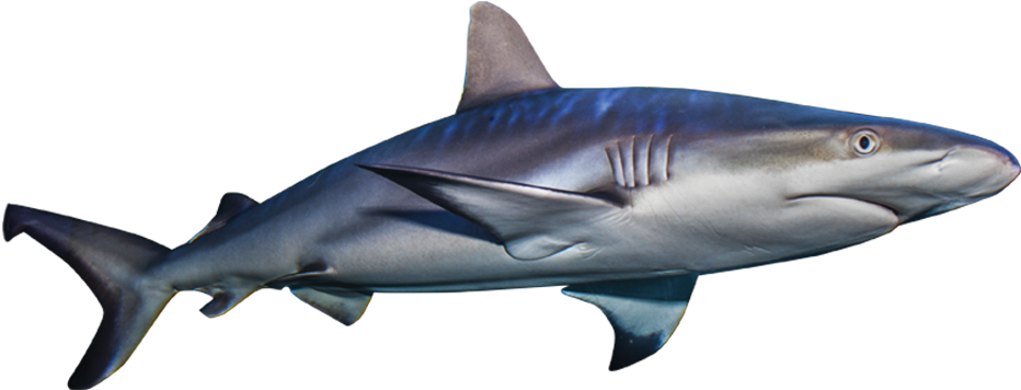 Real Shark Aquatic Free Clipart HD Transparent PNG Image