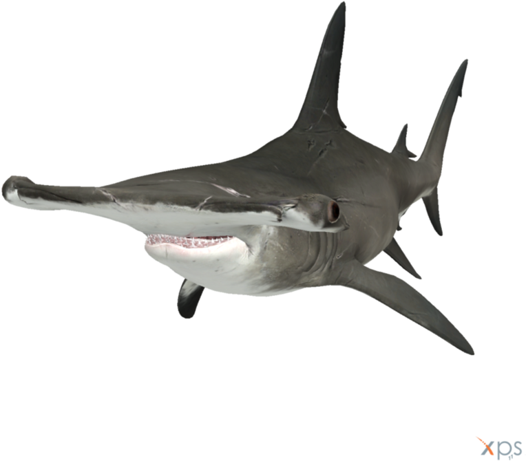 Real Shark Aquatic Free Clipart HQ Transparent PNG Image