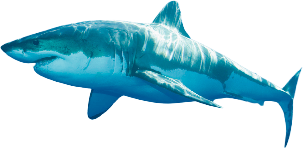 Blue Real Shark Free Download PNG HQ Transparent PNG Image