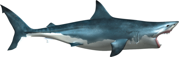 Blue Real Shark Pic Download HD Transparent PNG Image