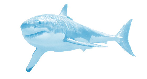 Real Shark PNG Free Photo Transparent PNG Image