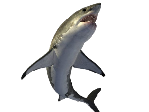 Real Shark Download Free Image Transparent PNG Image