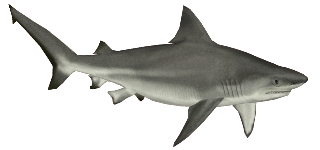 Real Shark Pic PNG Download Free Transparent PNG Image