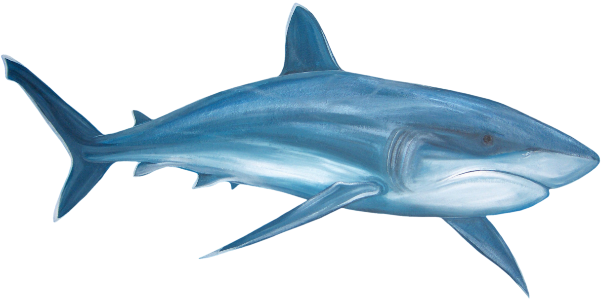 Real Shark Free Transparent Image HD Transparent PNG Image