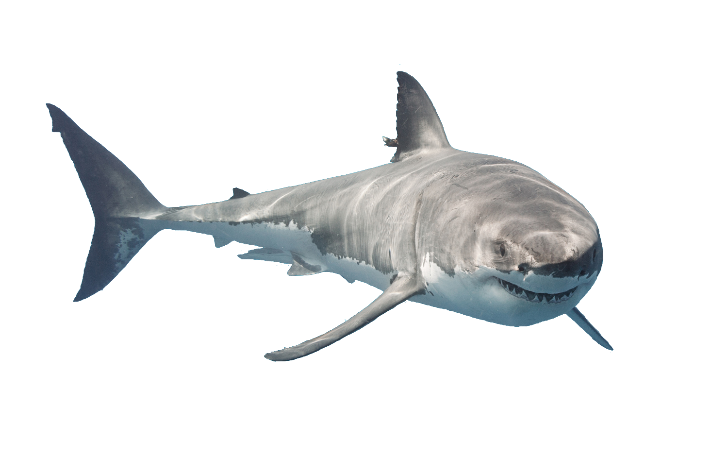 Real Whale Shark Free Transparent Image HQ Transparent PNG Image