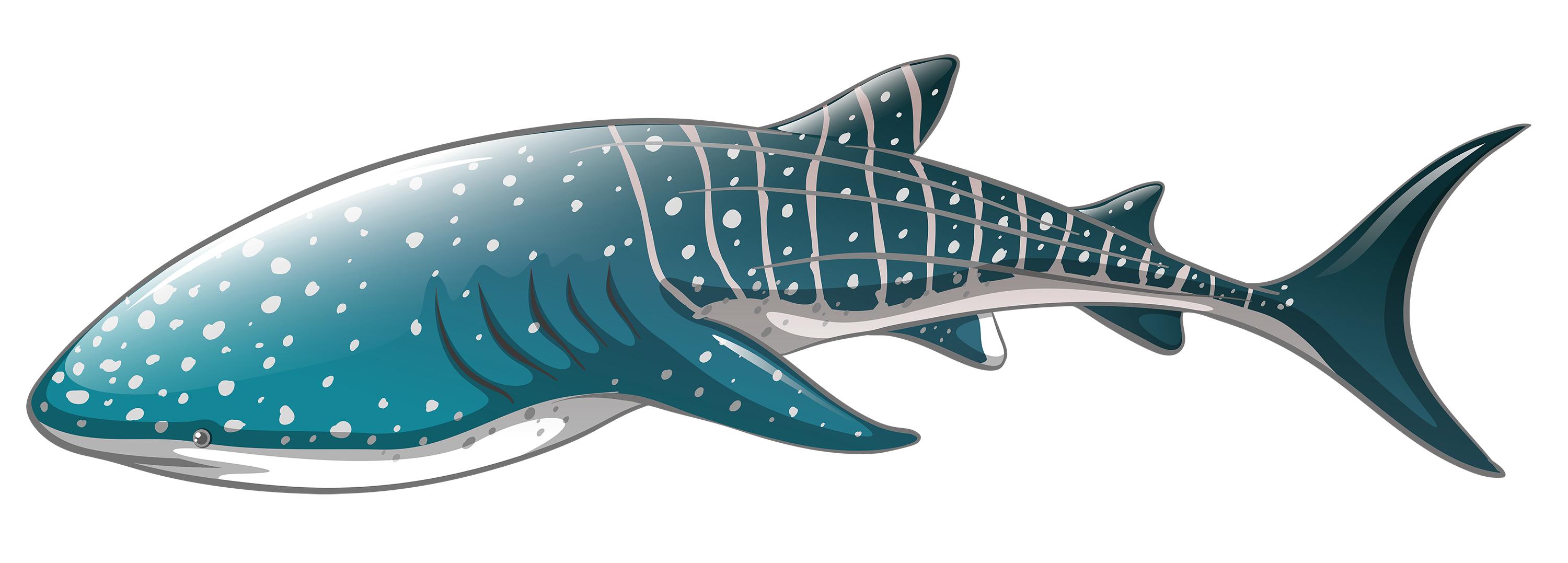 Real Whale Pic Shark PNG Free Photo Transparent PNG Image