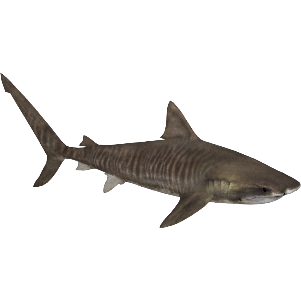 Real Whale Shark Free Photo Transparent PNG Image