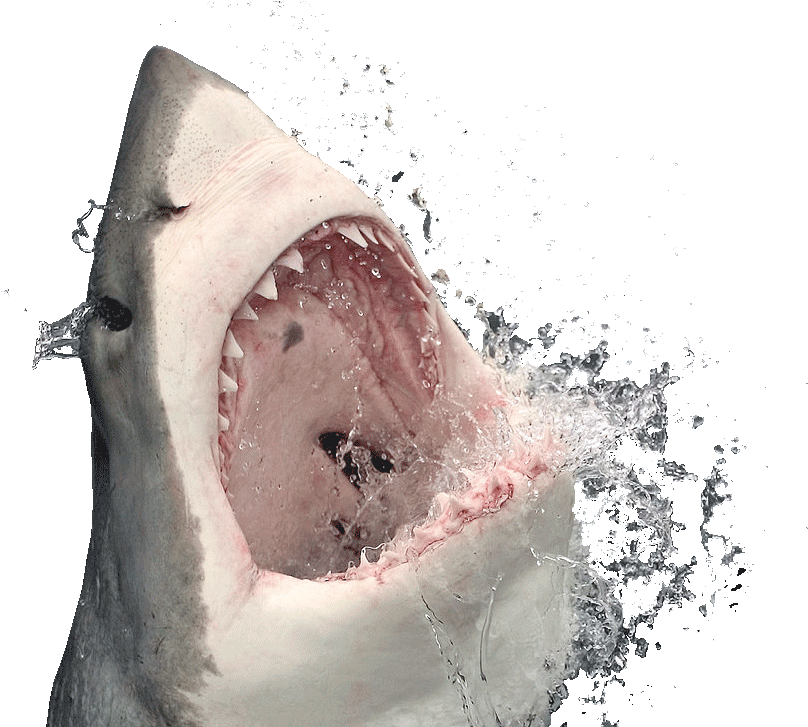 Real Wildlife Shark PNG Image High Quality Transparent PNG Image