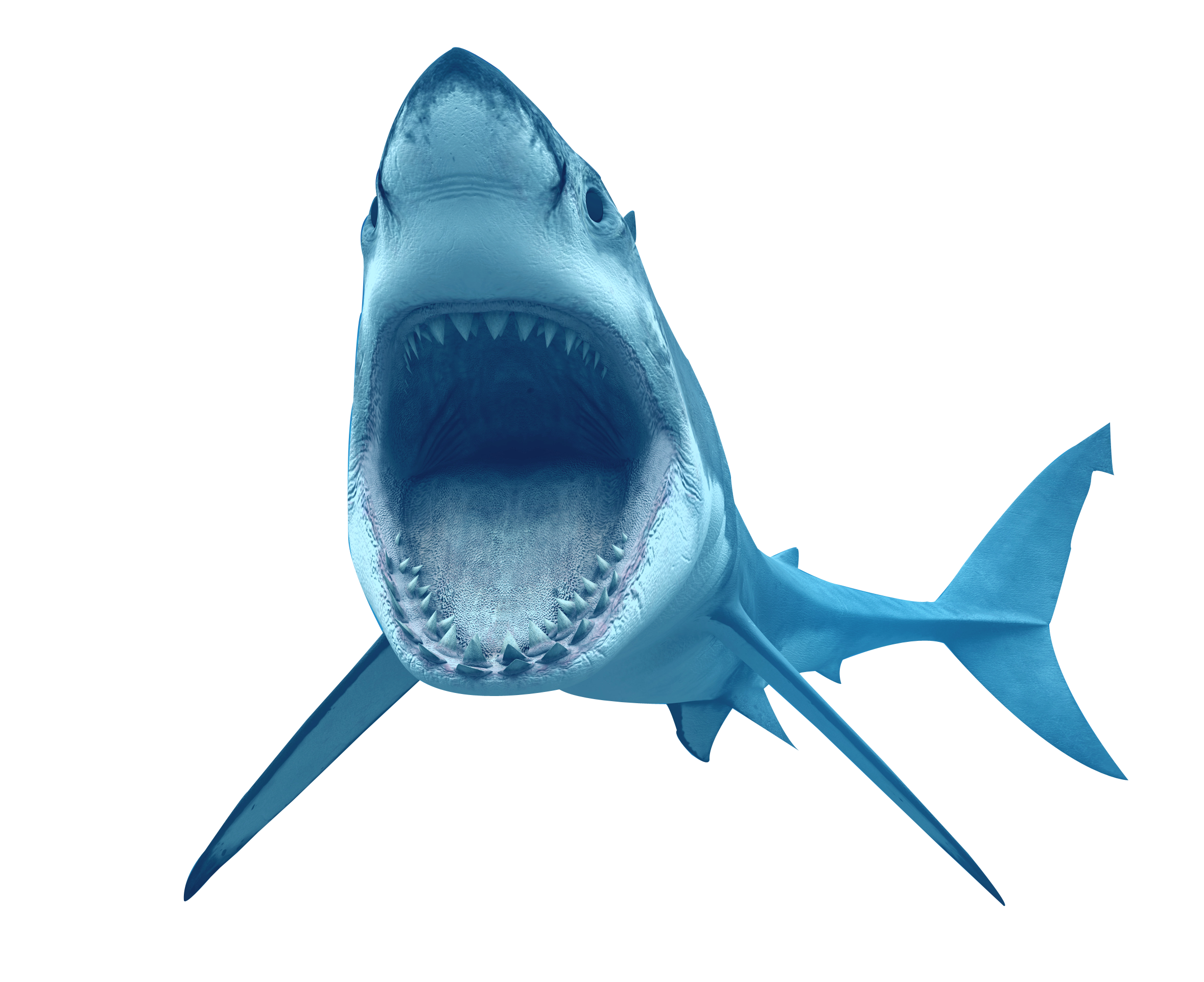 Real Wildlife Shark Free Download PNG HD Transparent PNG Image