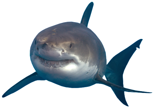 Shark Transparent Transparent PNG Image