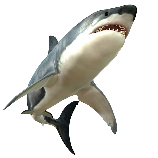 Shark Picture Transparent PNG Image