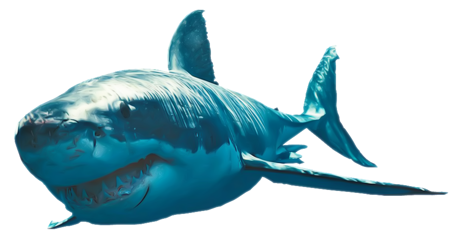 Shark Clipart Transparent PNG Image