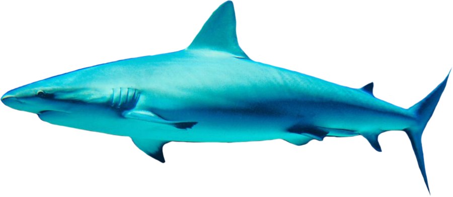 Shark Free Png Image Transparent PNG Image