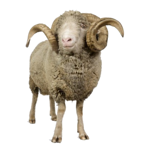 Sheep Png File Transparent PNG Image