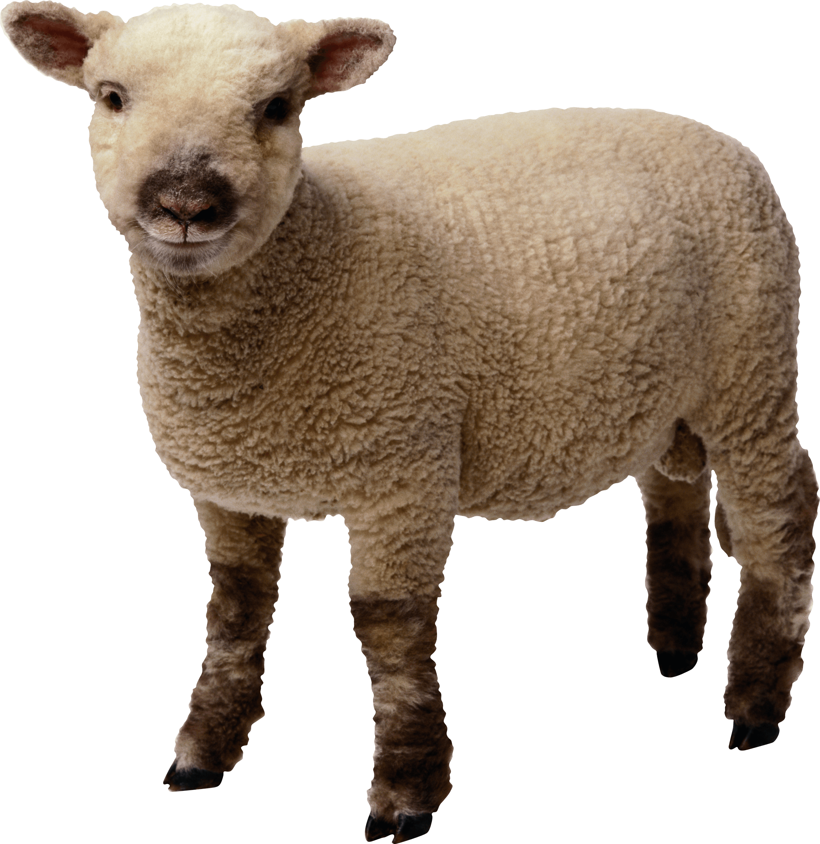 Little Sheep Png Image Transparent PNG Image