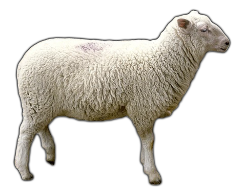 Sheep Png Transparent PNG Image