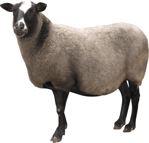 Sheep Png Image Transparent PNG Image