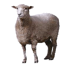 Sheep Png Image Transparent PNG Image