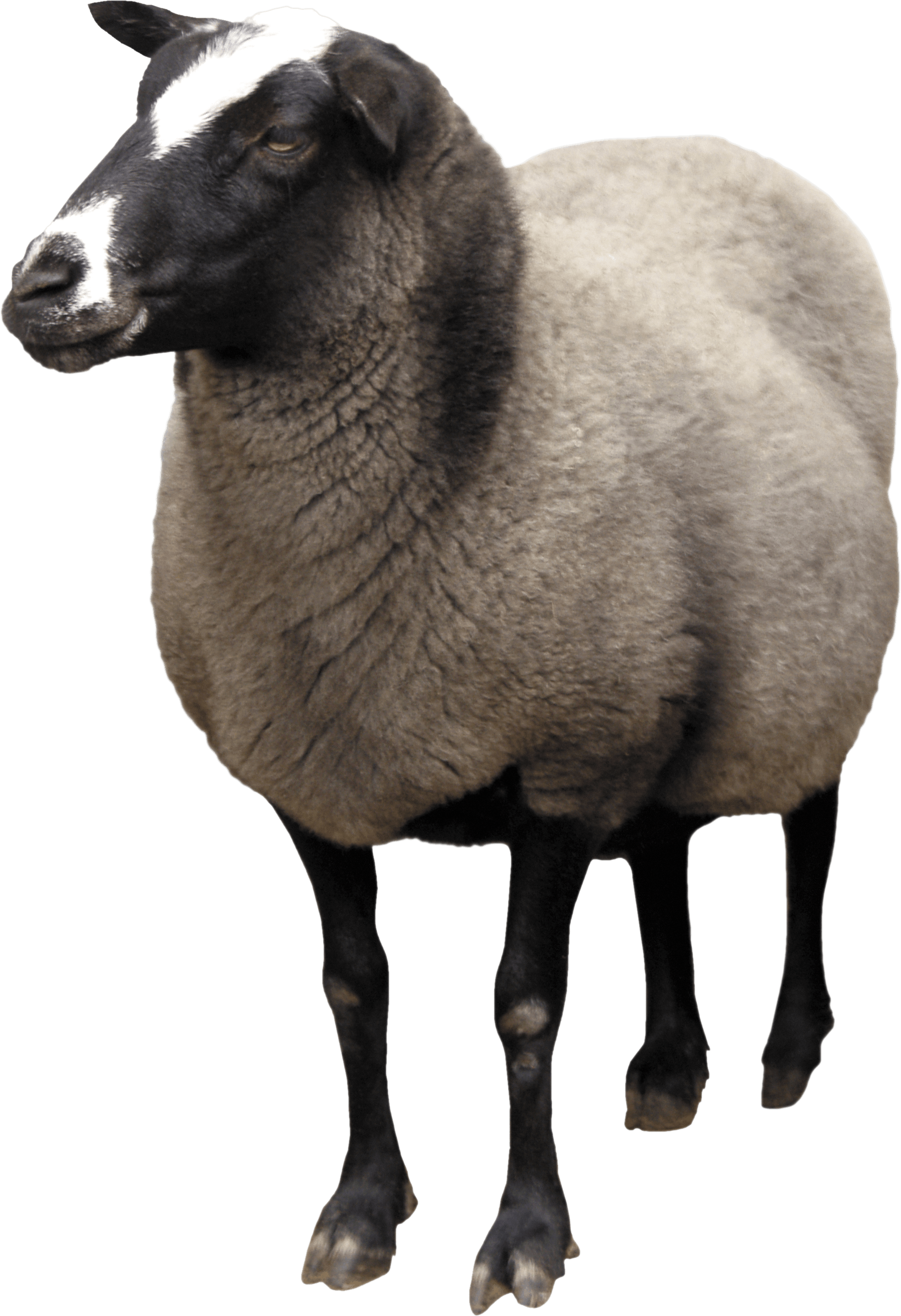 Sheep Png Image Transparent PNG Image