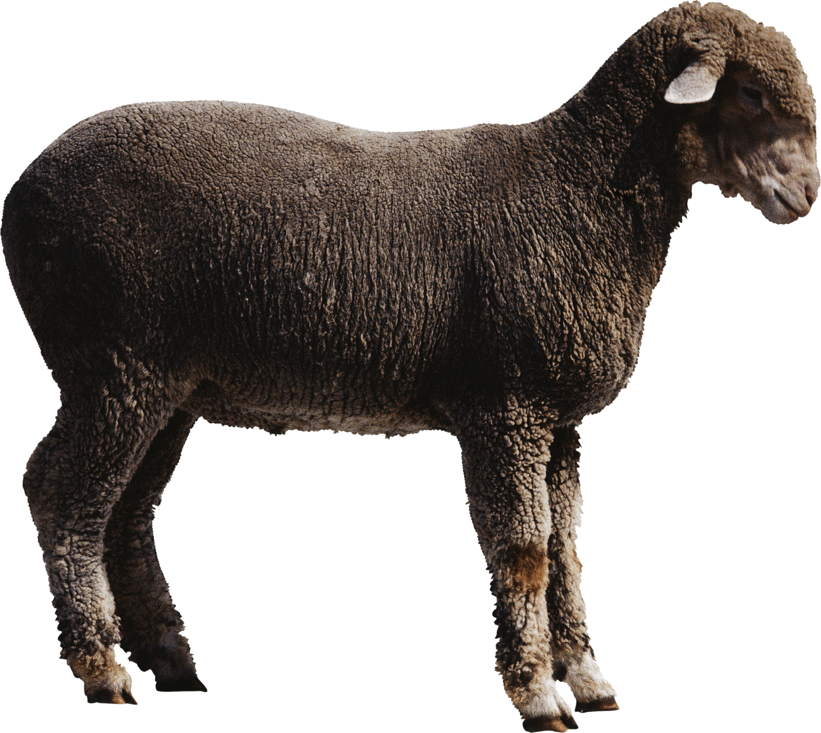 Sheep Png Image Transparent PNG Image