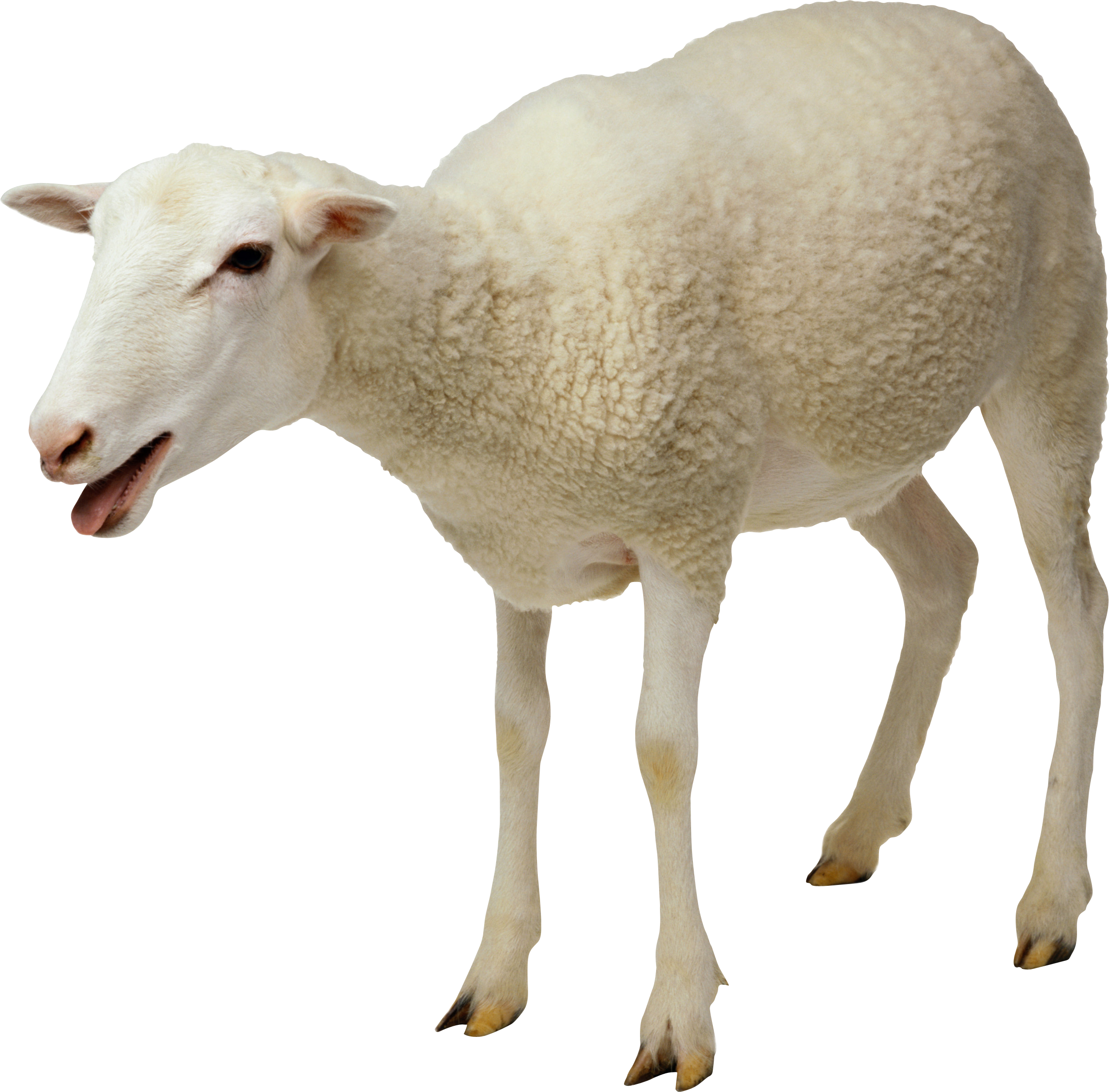 Sheep Free Download Png Transparent PNG Image