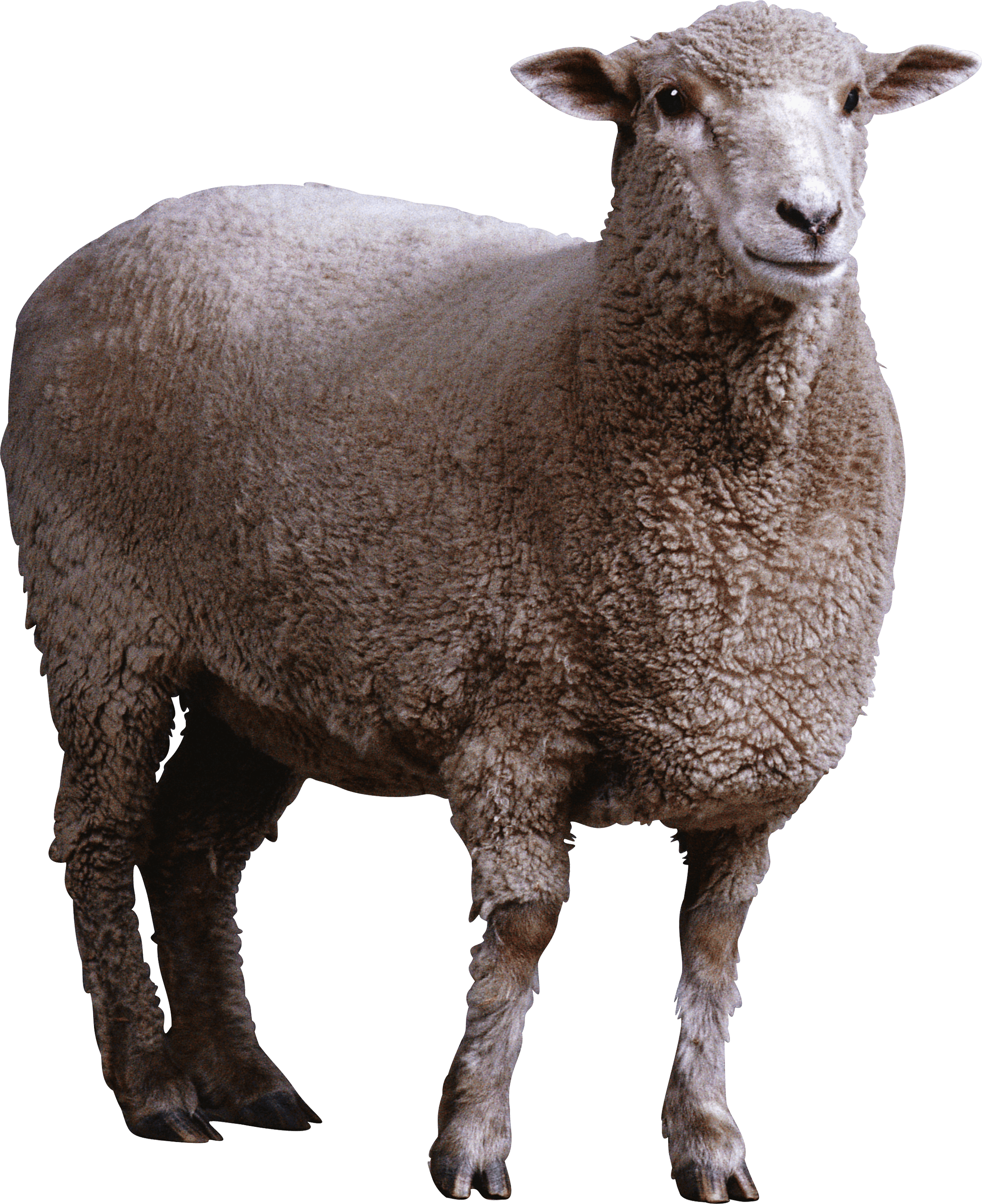 Sheep Png Image Transparent PNG Image