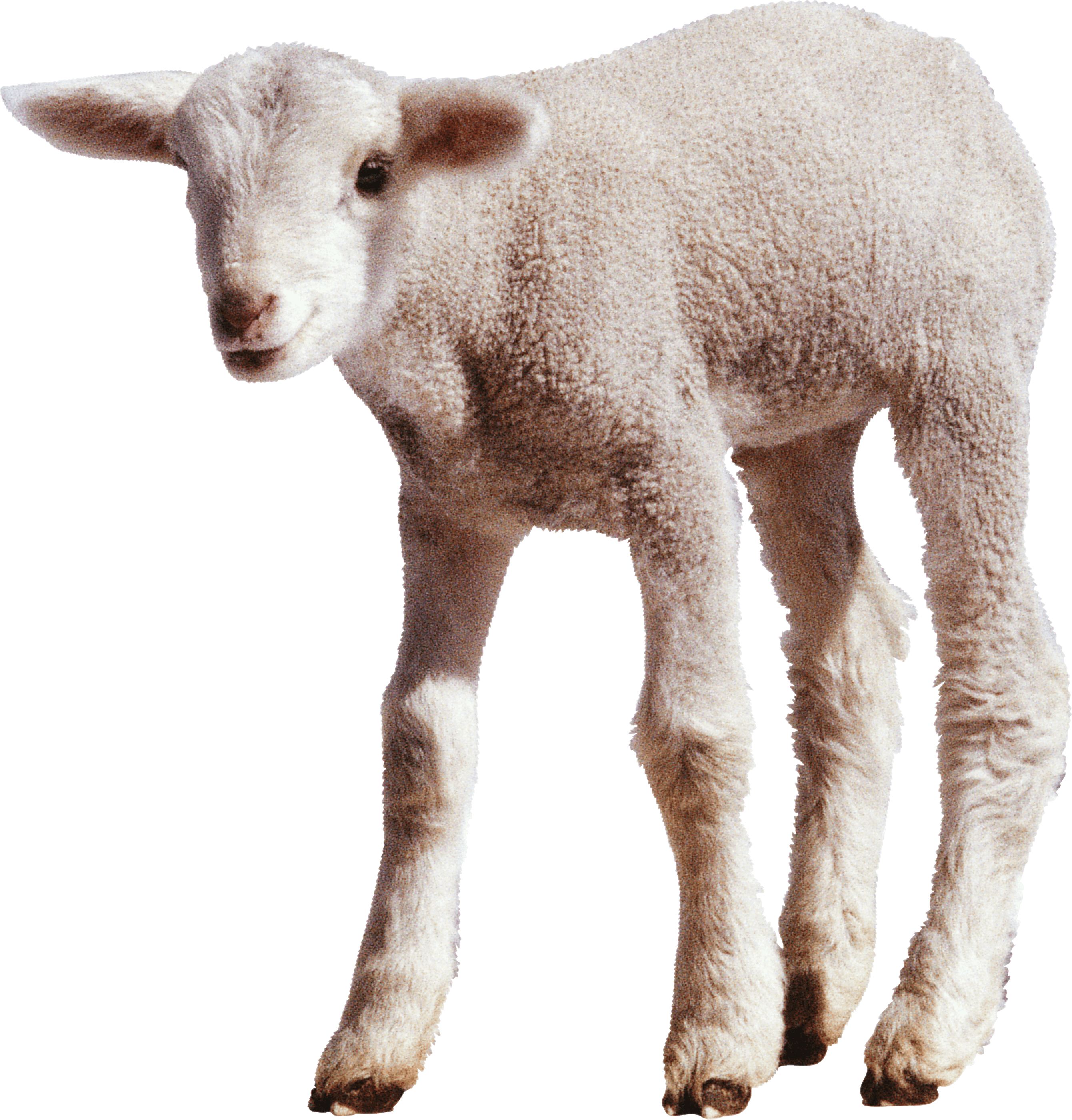 White Little Sheep Png Image Transparent PNG Image