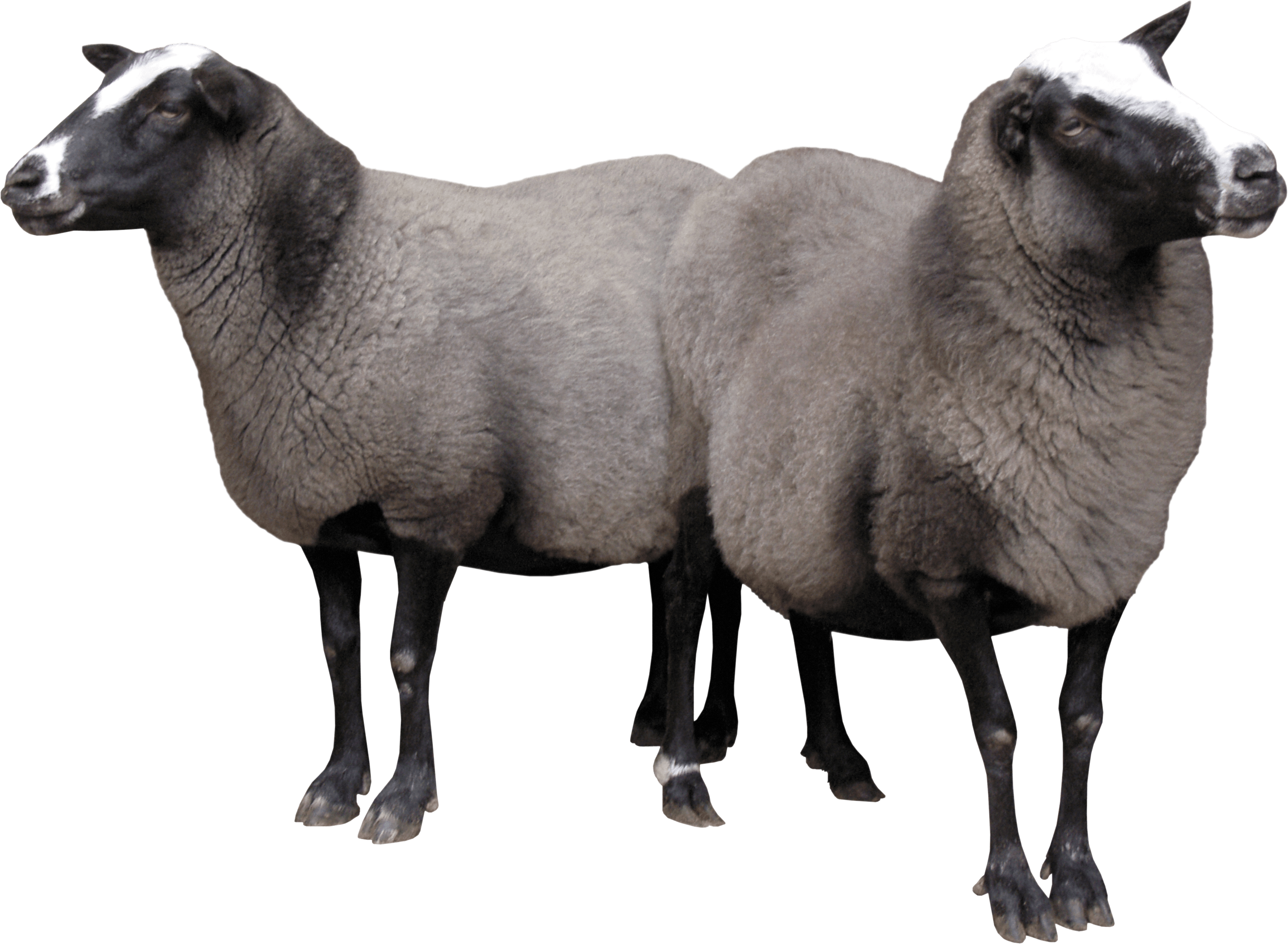 Two Sheeps Png Image Transparent PNG Image