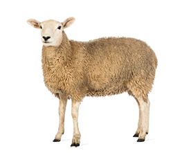 Sheep Png Pic Transparent PNG Image