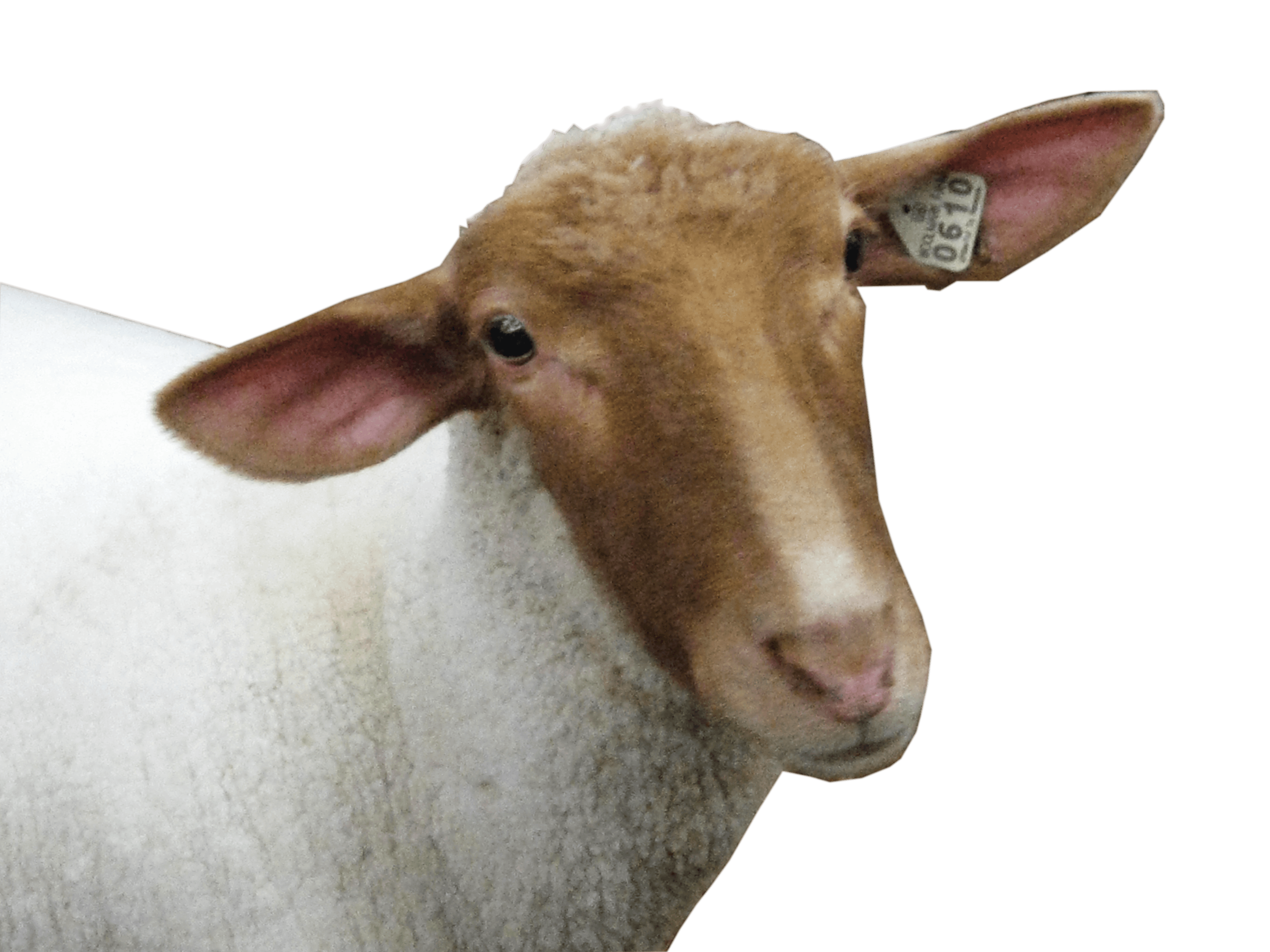 Sheep Head Png Image Transparent PNG Image