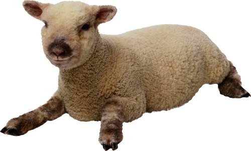 Sheep Png Hd Transparent PNG Image