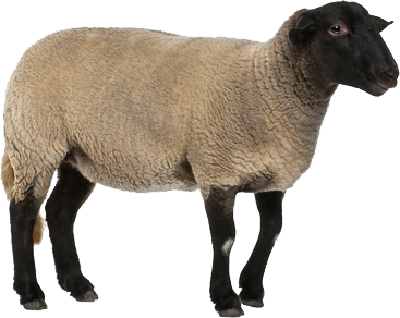 Sheep Png Image Transparent PNG Image