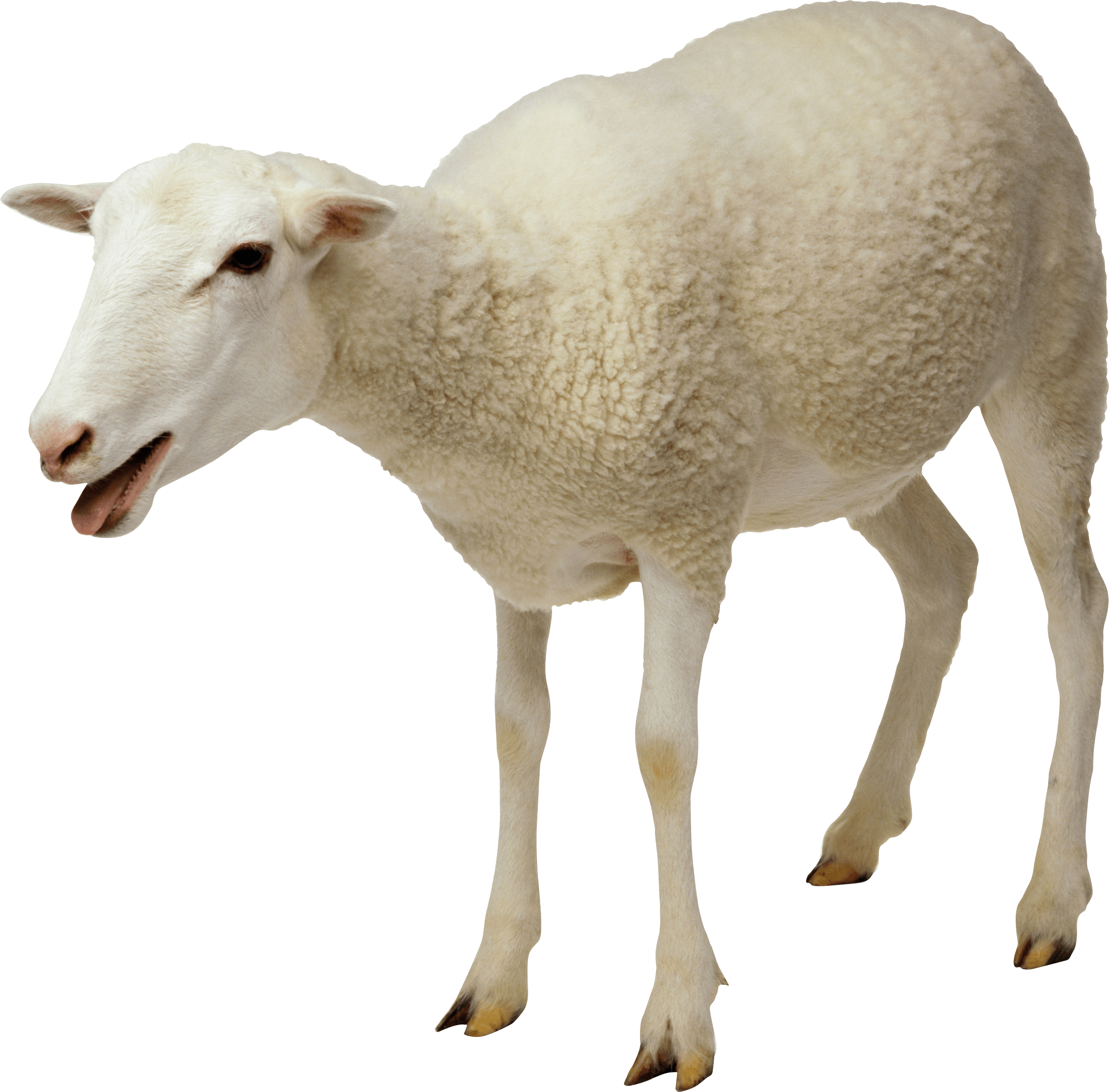 Sheep Png Image Transparent PNG Image