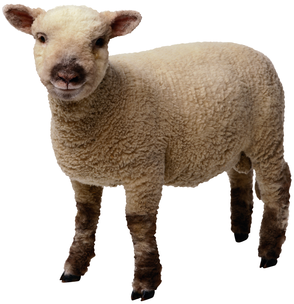 Sheep Transparent Transparent PNG Image