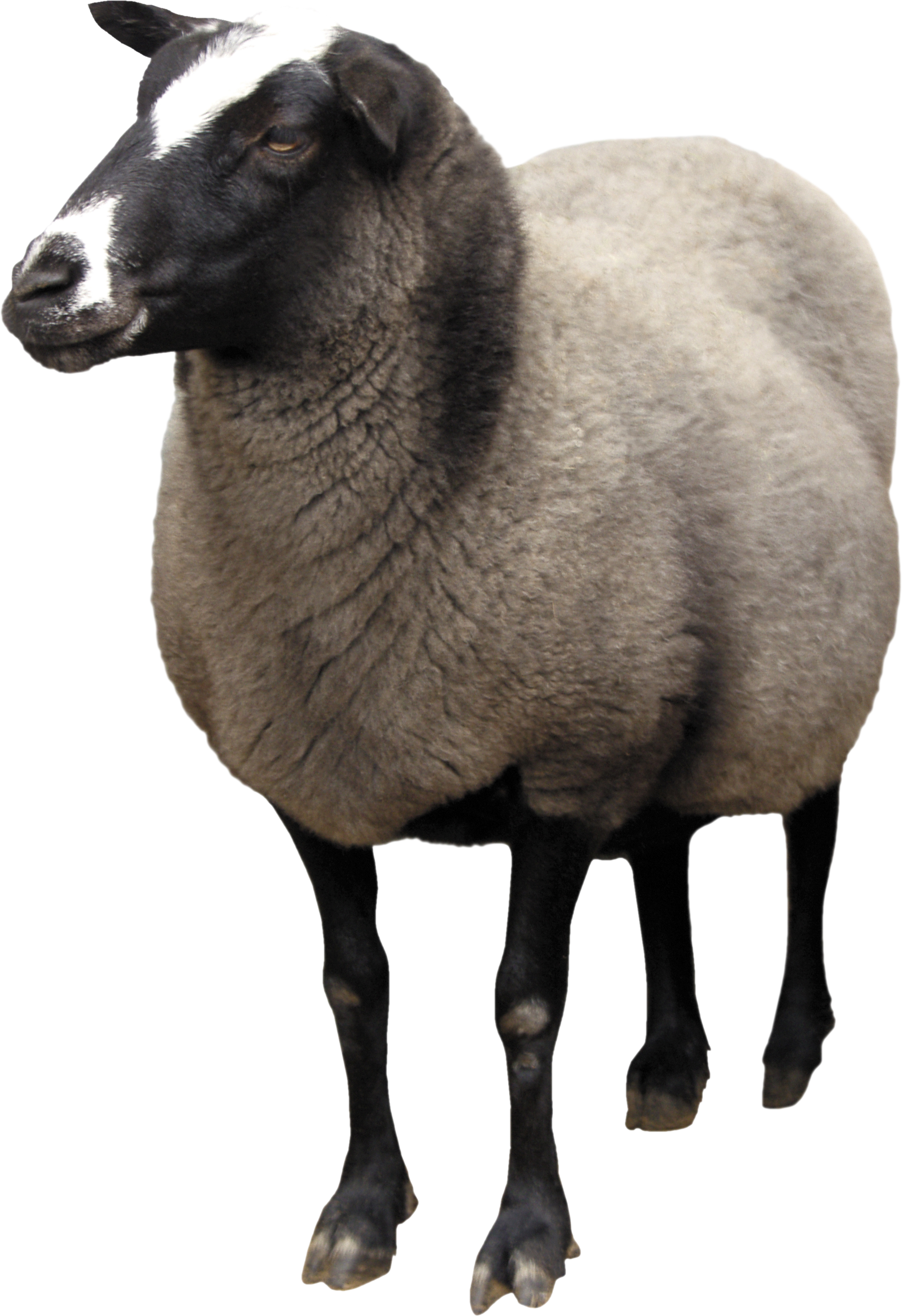 Sheep Png Picture Transparent PNG Image