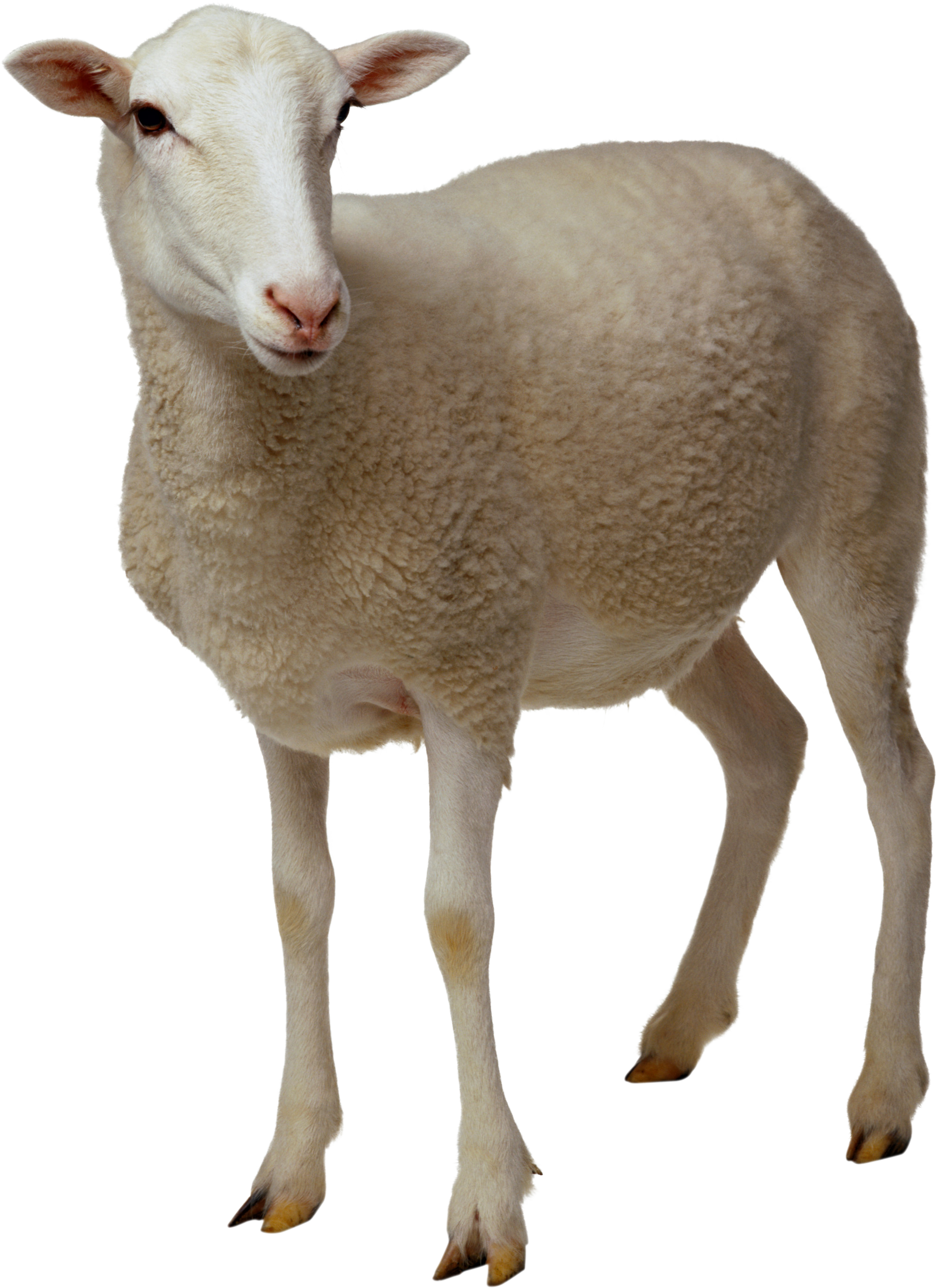 Sheep Png Clipart Transparent PNG Image