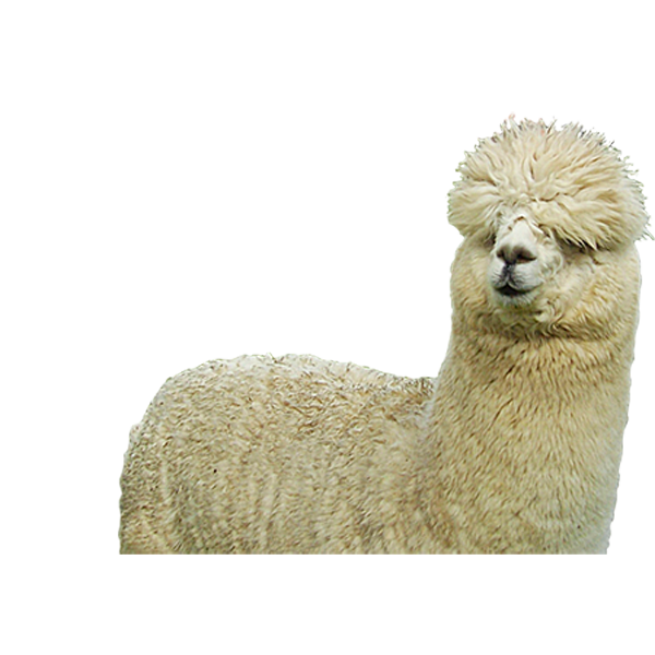 Farm Sheep Huacaya Alpaca Fiber Free Clipart HQ Transparent PNG Image