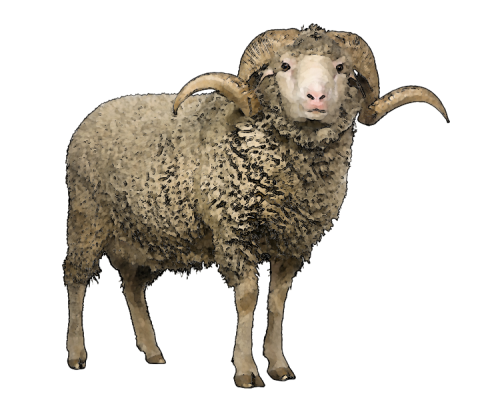 Sheep Free Png Image Transparent PNG Image